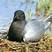 Black Tern